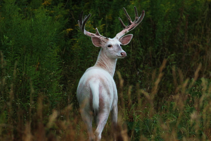 Wide White Buck 2 #1 Photograph by Brook Burling