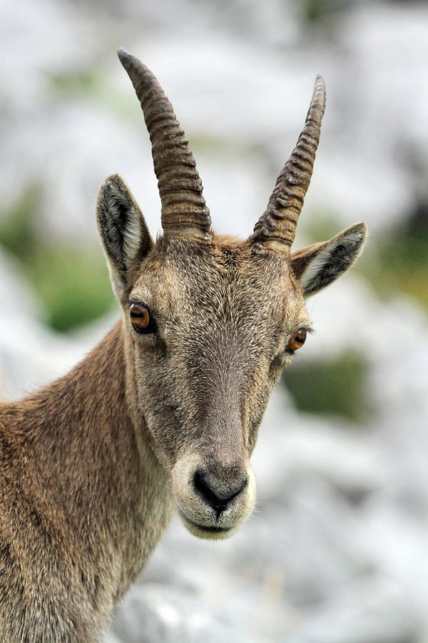 Wild alpine ibex - steinbock portrait #1 Photograph by Elenarts - Elena Duvernay photo