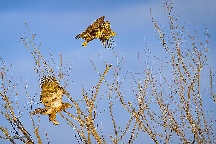 Wild American Bald Eagle #1 Photograph by LeeAnn McLaneGoetz McLaneGoetzStudioLLCcom
