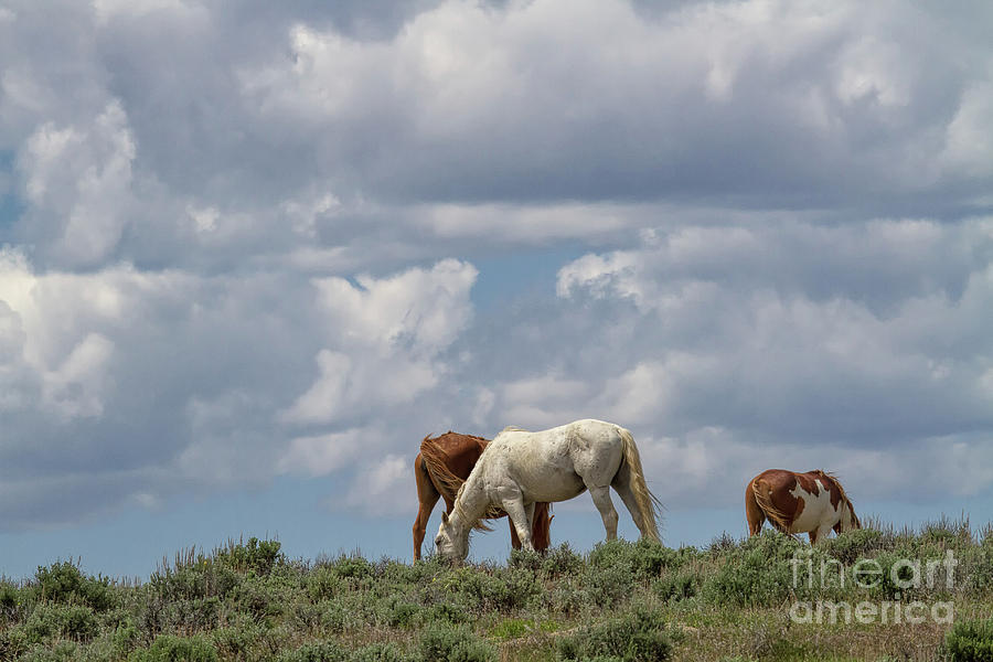 Antelope Photograph - Free Rangers by Jim Garrison