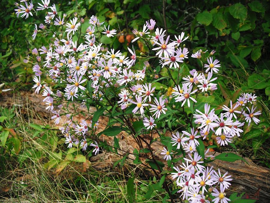 Wild Beauty 15 Photograph By June Goggins Fine Art America