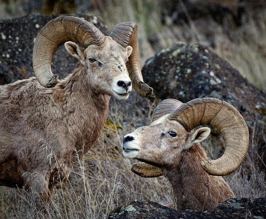 Wild Bighorn Sheep  #1 Photograph by Athena Mckinzie