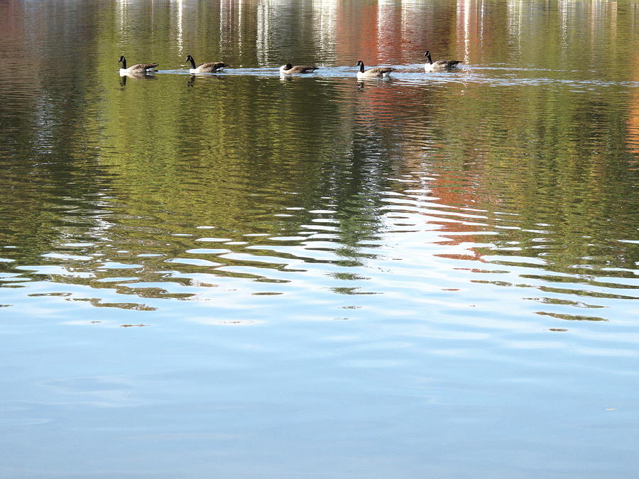 Wild Birds on a Pond #1 Photograph by Frank Romeo