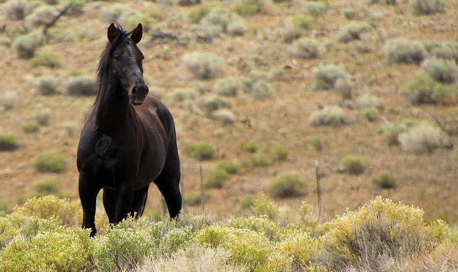 Wild Black Mustang Stallion #2 Photograph by Waterdancer