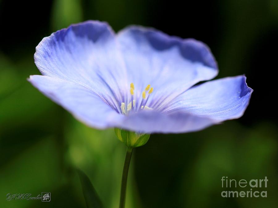 Wild Blue Flax #5 Photograph by J McCombie