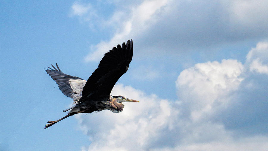 Wild Blue Yonder by MaryAnn Barry Wild Blue Yonder by MaryAnn Barry