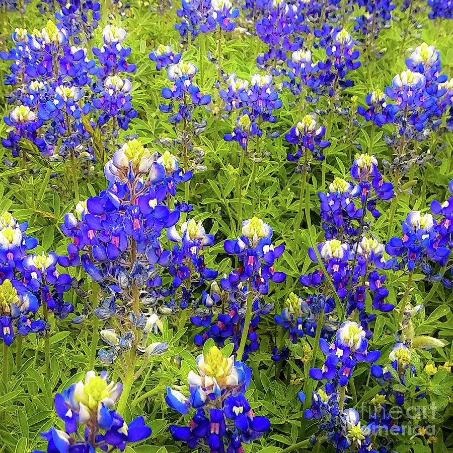 Flower Photograph - Wild Bluebonnets Blooming #1 by D Davila