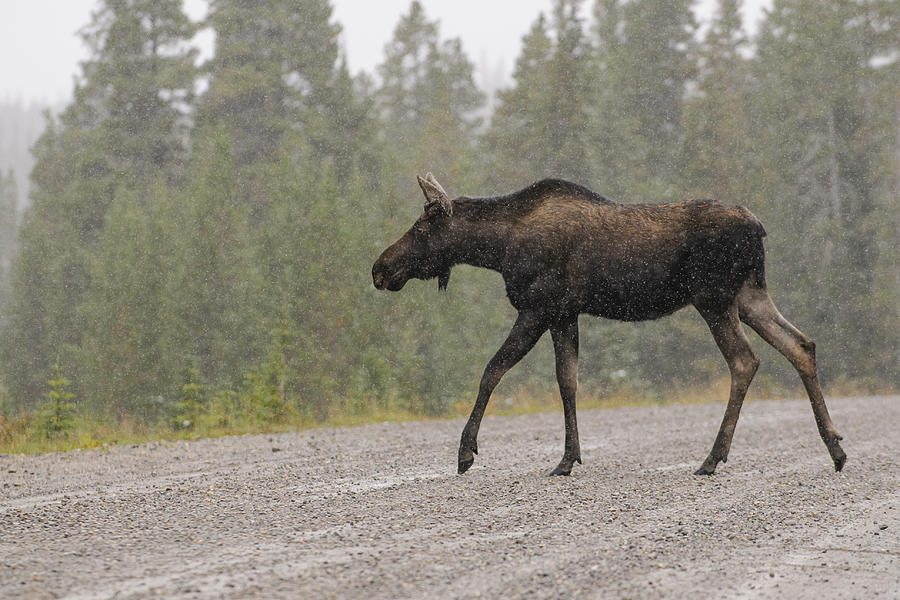 Wild Canadian Moose Photograph