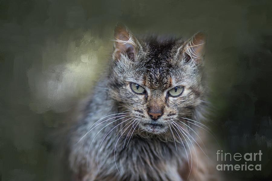 Wild Cat Portrait #2 Photograph by Eva Lechner