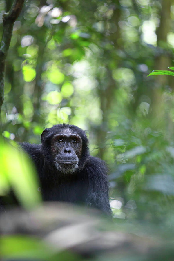 Wild chimpanzee in the tropical rain forest of Uganda #1 Photograph by Dirk Ercken