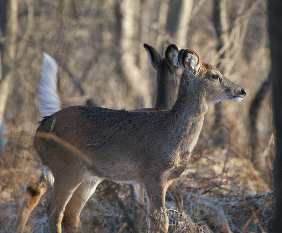 Wild Deer #1 Photograph by Paul Ross