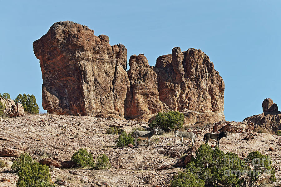 Donkeys Photograph - Wild Donkeys 2 by Rick Mann Donkeys Photograph - Wild Donkeys 2 by Rick Mann