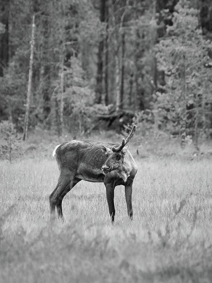 Wild Finnish forest reindeer 24 #2 Photograph by Jouko Lehto