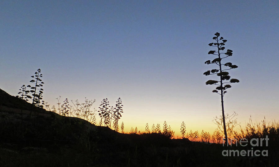 Wild Flora in silhouette by Mary Attard Wild Flora in silhouette by Mary Attard