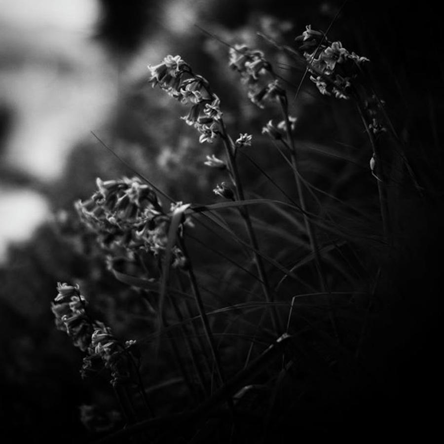 Nature Photograph - Wild Flowers #1 by Aleck Cartwright