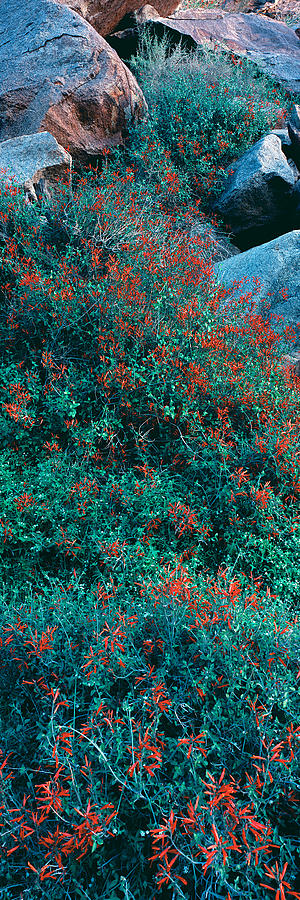 Wild Flowers, Anza Borrego Desert State #1 Photograph by Panoramic Images