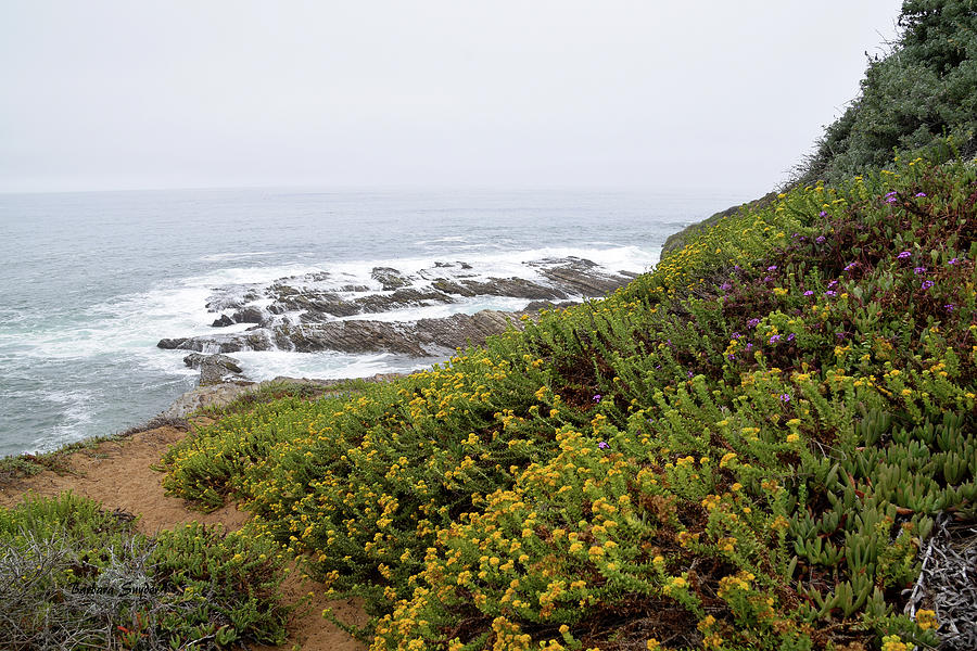 Wild Flowers At The Beach Montana de Oro #1 Photograph by Barbara Snyder