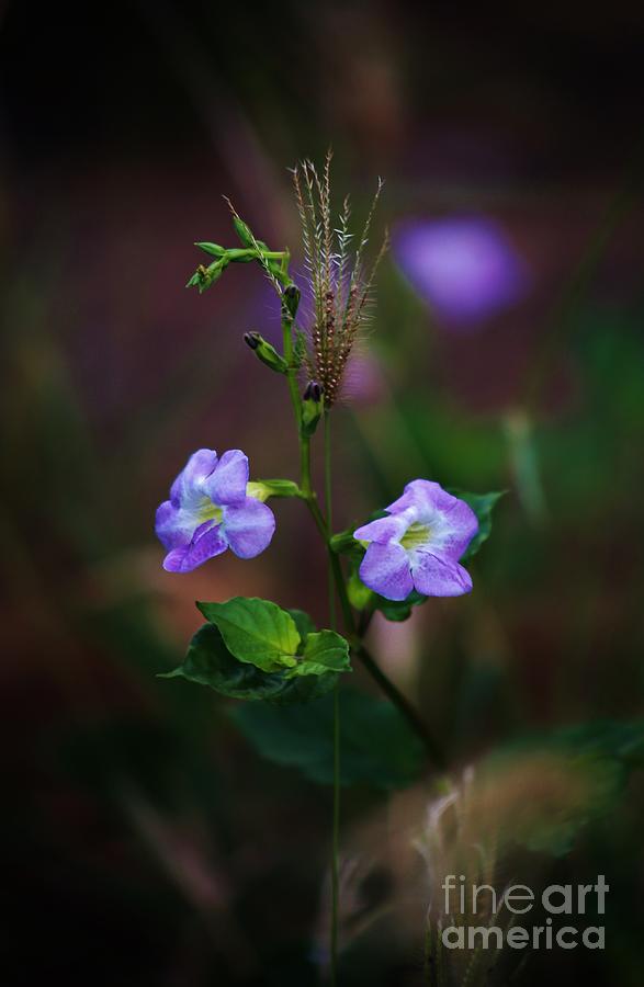 Wild Flowers #1 Photograph by Craig Wood