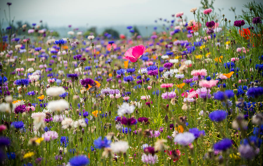 Wild Flowers Photograph by Kristopher Schoenleber - Fine Art America