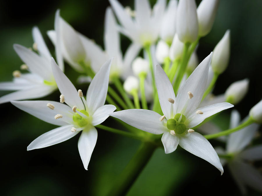 Wild Garlic #1 Photograph by Nick Bywater