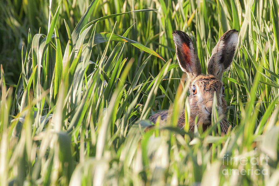 Wild hare in crops looking at camera Photograph by Simon Bratt