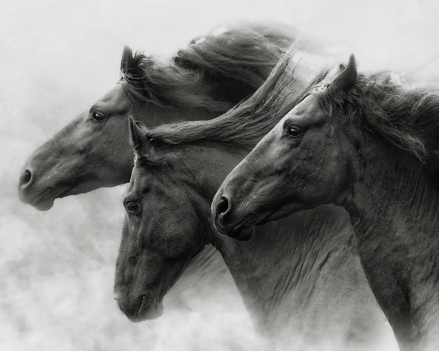 Wild Hearts by Ron McGinnis Wild Hearts by Ron McGinnis