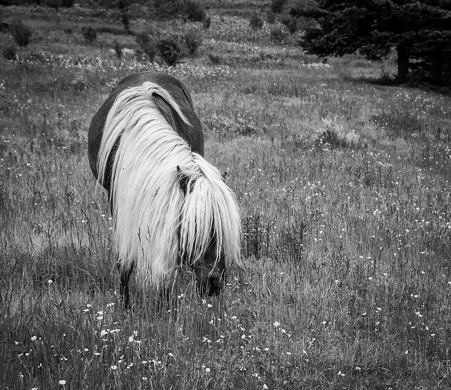 Wild Horse at Grayson Highlands - bw #1 Photograph by Joye Ardyn Durham