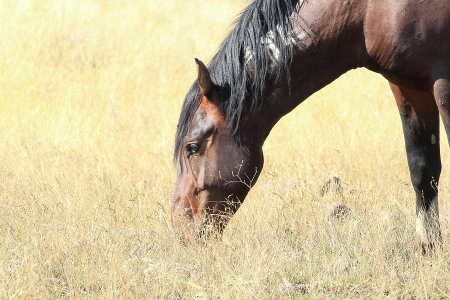 Wild Horse Feeding #1 Photograph by Steve McKinzie