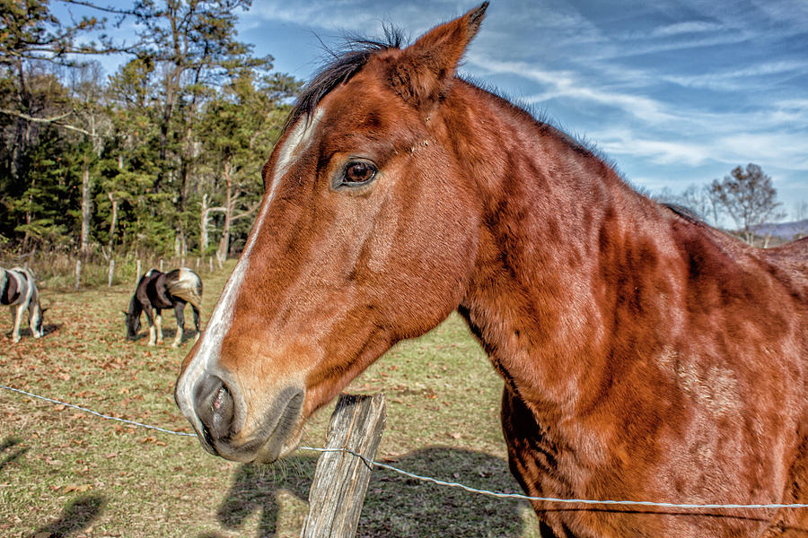 Wild Horse in Smoky Mountain National Park #1 Photograph by Peter Ciro