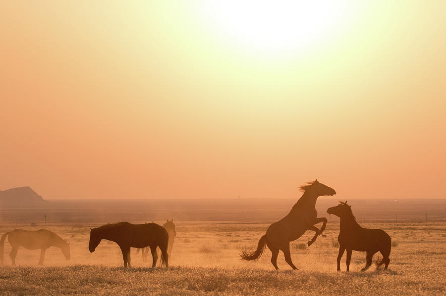 Wild Horse Sunset Photograph by Wesley Aston