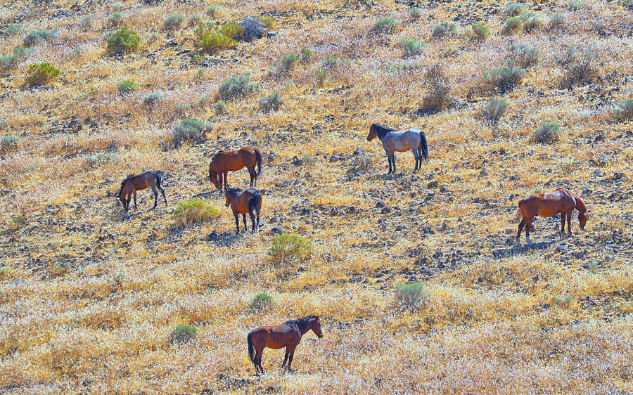 Wild Horses #1 Photograph by AJ Schibig