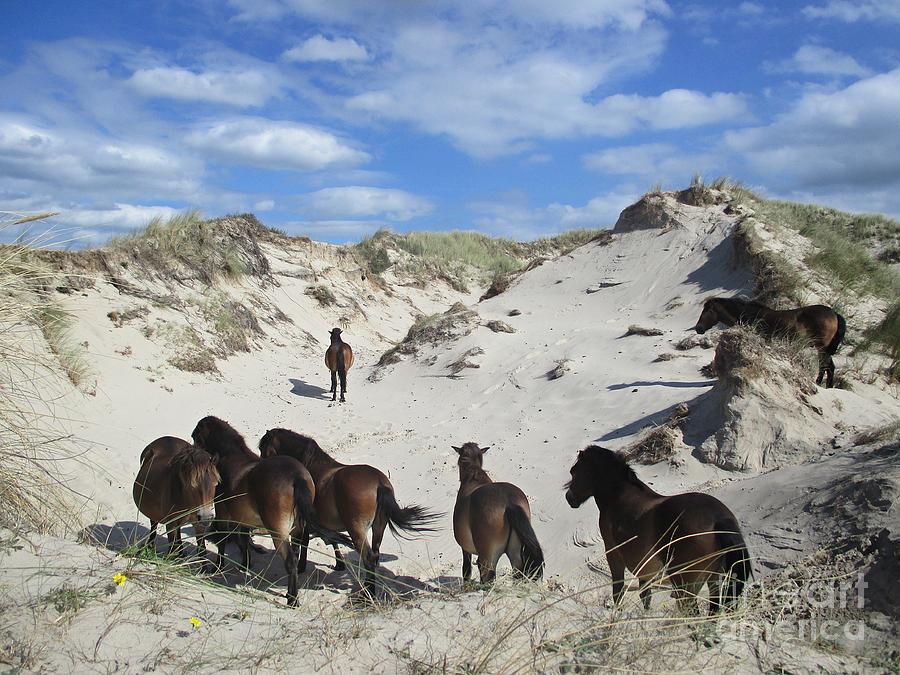 Wild horses in the Noordhollandse duinreservaat #1 Photograph by Chani Demuijlder