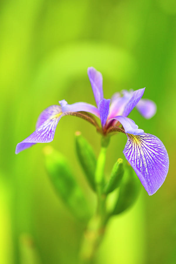 Wild Iris #1 Photograph by Nancy Dunivin