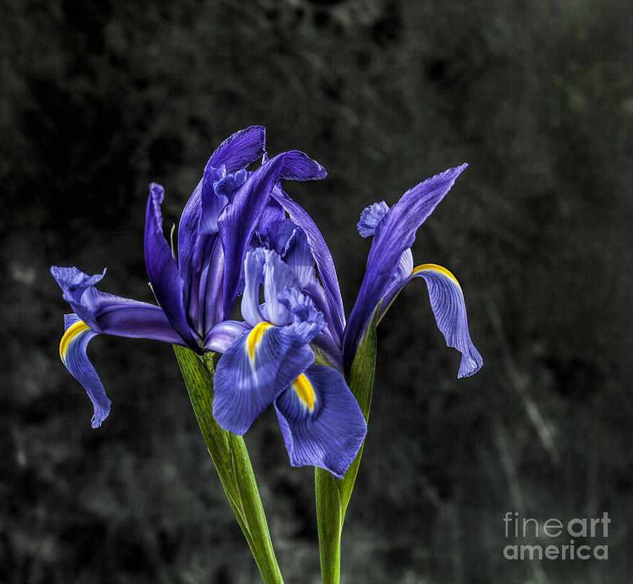 Wild Iris #2 Photograph by Shirley Mangini