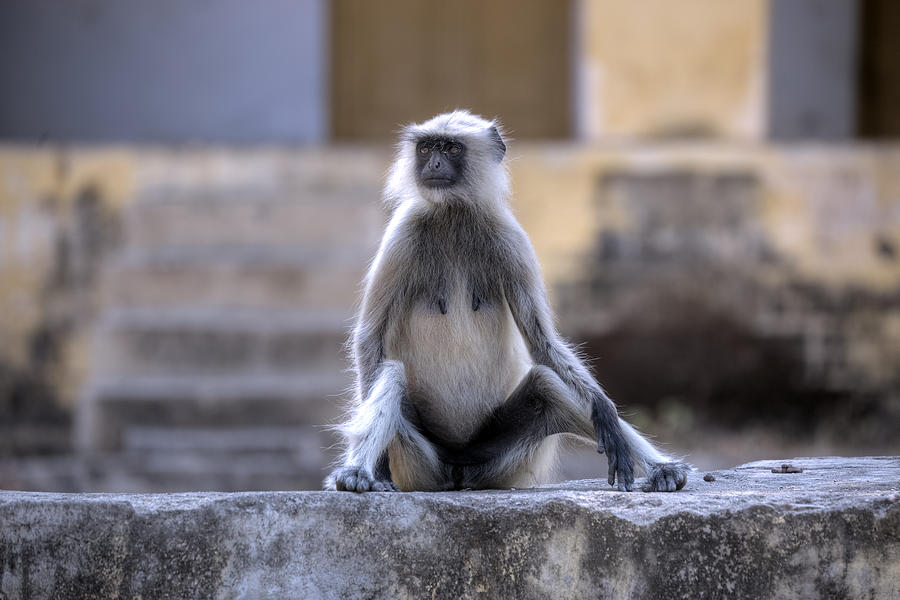 wild monkey in Rajasthan - India #1 Photograph by Joana Kruse