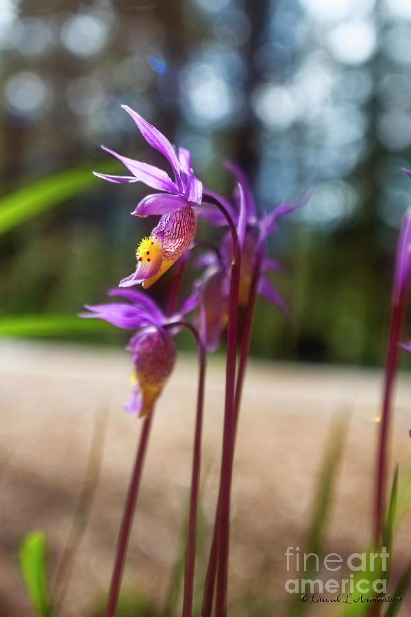 Wild Mountain Orchids #1 Photograph by David Arment