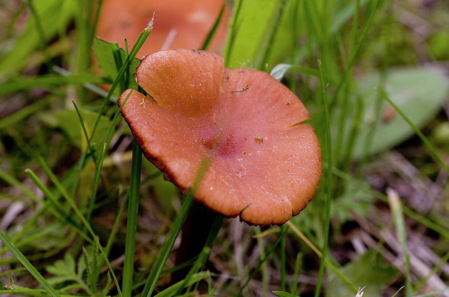 Mushroom Photograph - Wild Mushroom #1 by Bob Corson