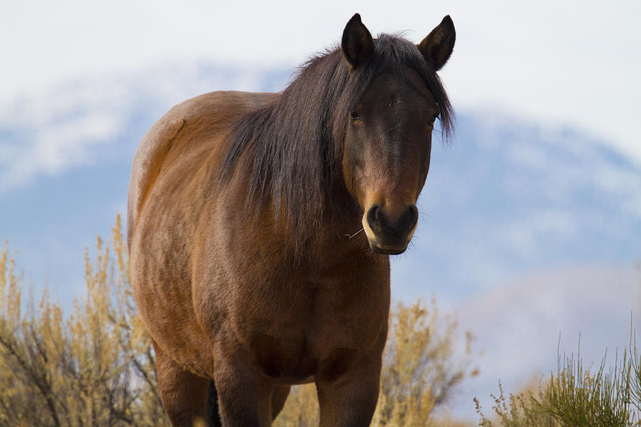 Wild Mustang Horse #2 Photograph by Waterdancer 