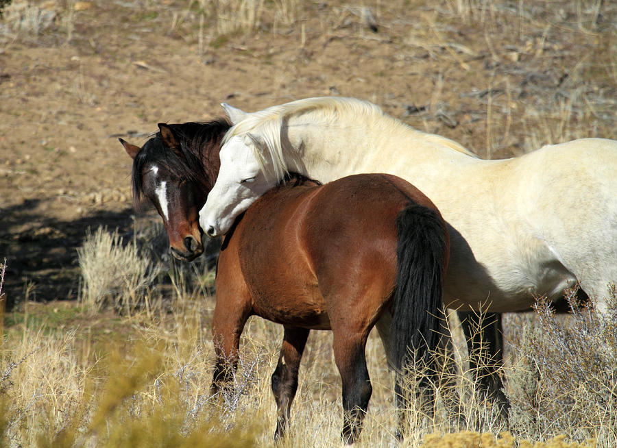 Wild Mustang Horses Photograph by Waterdancer