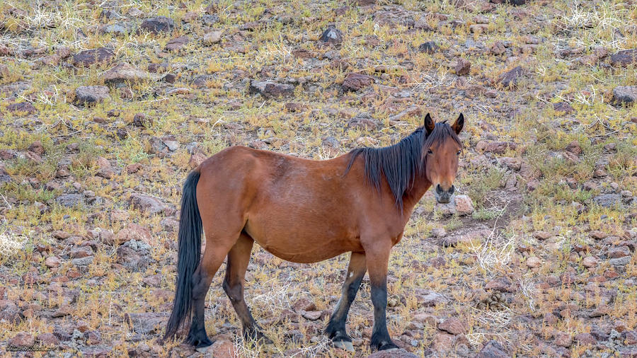 Animal Photograph - Wild Mustang #1 by LeeAnn McLaneGoetz McLaneGoetzStudioLLCcom