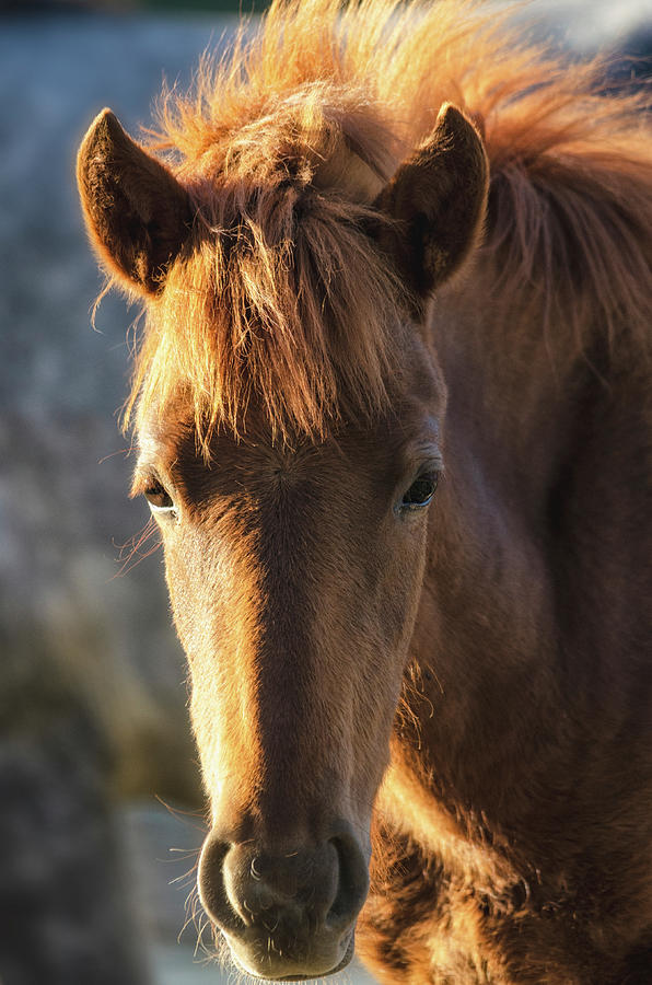 Wild Mustang Portrait  #1 Photograph by Saija Lehtonen