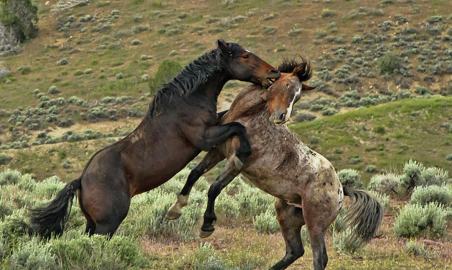 Wild Mustang Stallions Fighting #1 Photograph by Waterdancer