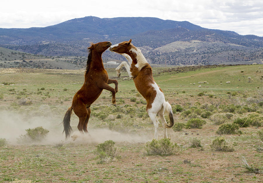 Wild Mustang Stallions Sparring Photograph by Waterdancer 