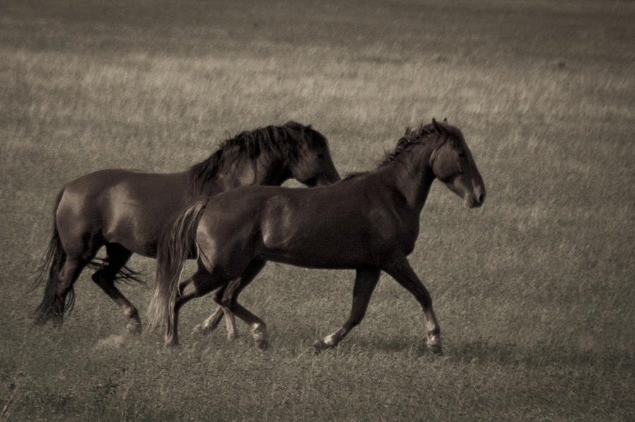 Wild Mustangs of New Mexico 45 #1 Photograph by Catherine Sobredo