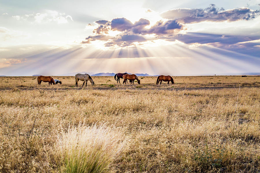Wild Mustangs Roam the Desert #1 Photograph by Scott Law