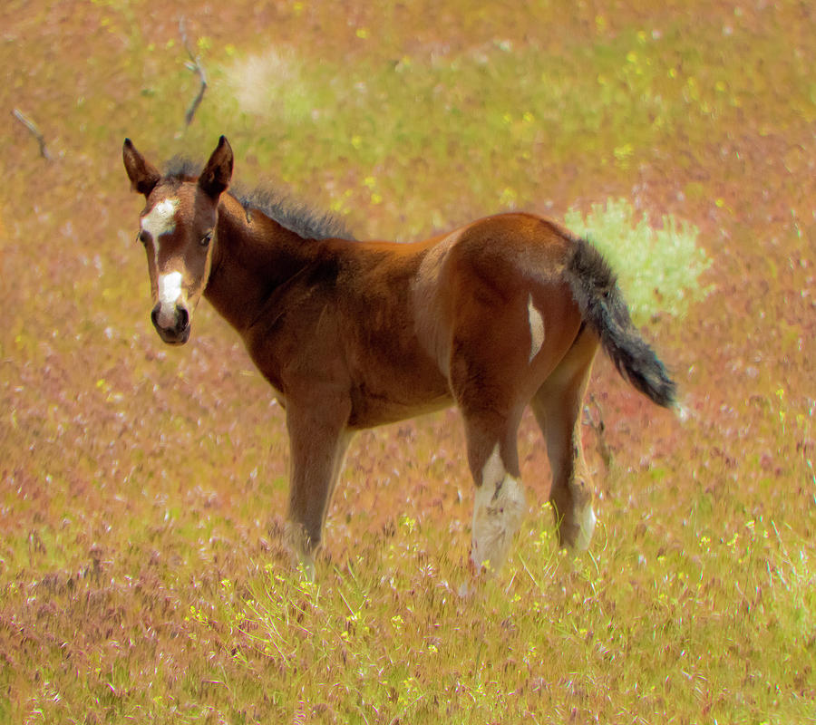 Wild Paint Foal in the Springtime #1 Photograph by Waterdancer