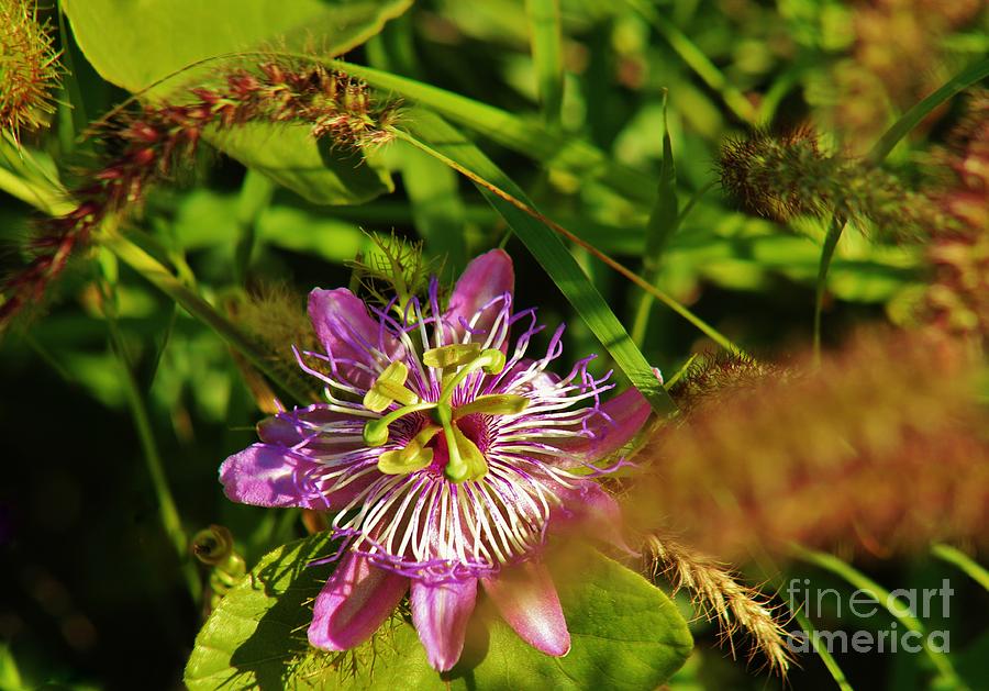 Wild Passion Flower #1 Photograph by Craig Wood