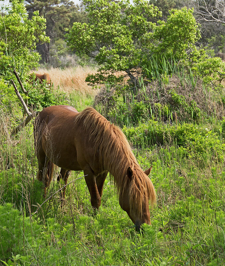 Wild Pony on Assateague Island - Maryland #1 Photograph by Brendan Reals