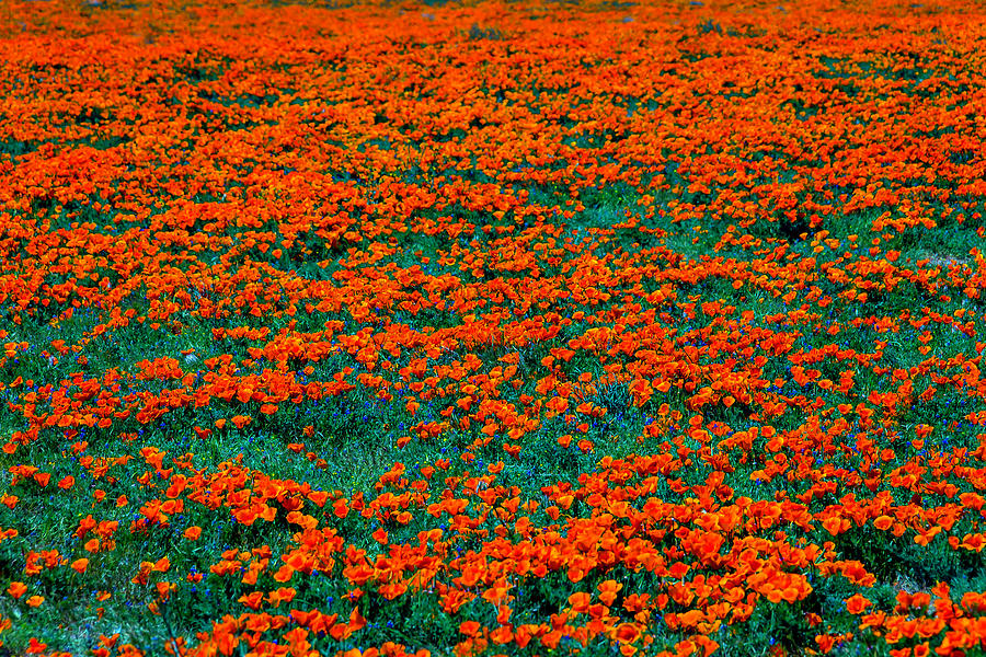 Wild Poppies #1 Photograph by Garry Gay