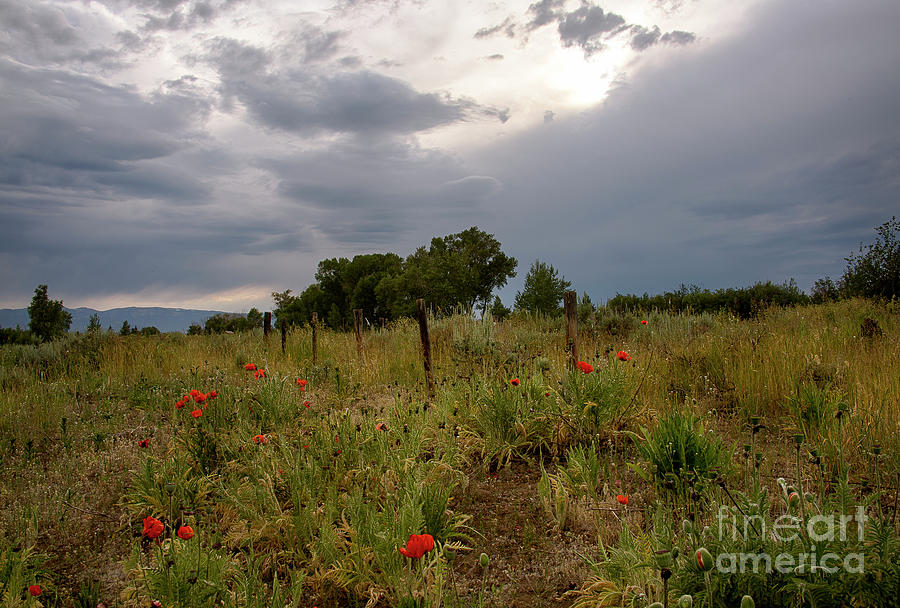 Wild Poppies #1 Photograph by Idaho Scenic Images Linda Lantzy